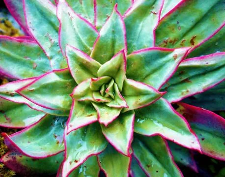 Colorful rustic plant Stock Photos