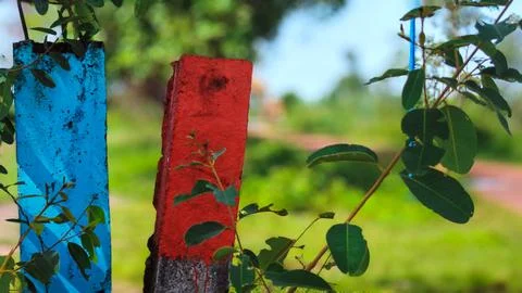 Colorful Rustic Posts Surrounded by Greenery in a Tranquil Setting Stock Photos