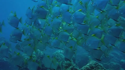 Colorful School of Fish Stock Footage 45182616
