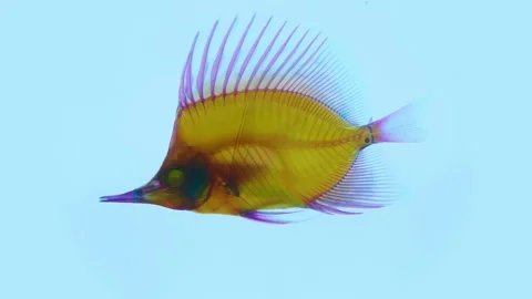 Colorful scientific specimen of a fish prepared through "clearing and staining" Stock Footage 340455201