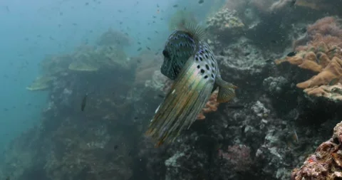 Colorful scribbled filefish swimming alone near corals in the sea. Video stock 262317637