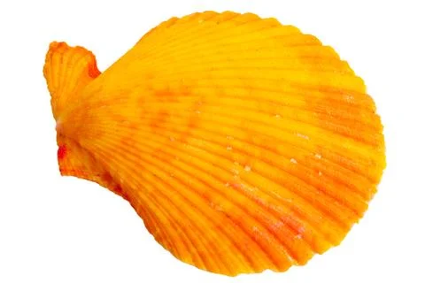 Colorful sea shell Stock Photos