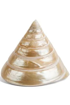 Colorful sea shell Stock Photos