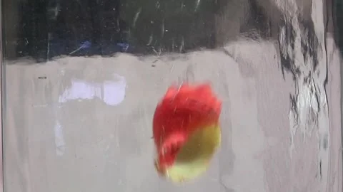 Colorful sea shells fall down under the water Stock Footage 291106173