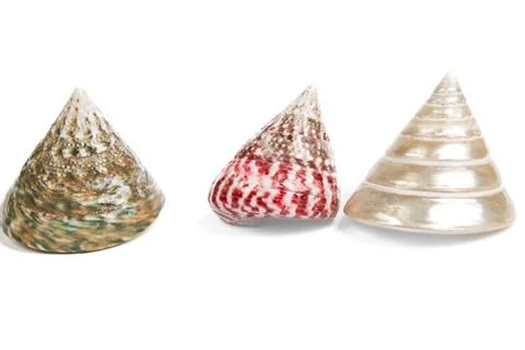 Colorful sea shells Stock Photos