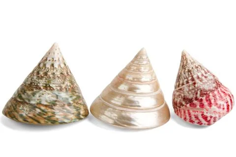 Colorful sea shells Stock Photos