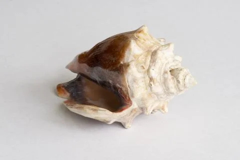Colorful seashell macro Stock Photos