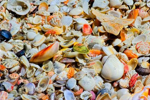 Colorful seashell Stock Photos
