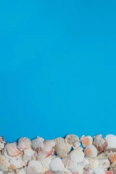 Colorful Seashell Scene Conch Composition Flat Lay Stock-Fotos