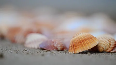 Colorful seashells on the beach with the ocean waves moving slowly in the Stock Footage 297901203