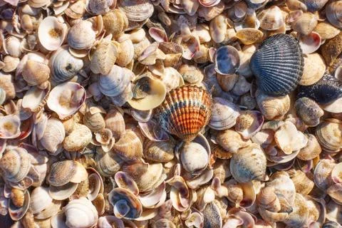 Colorful seashells on the beach Stock Photos