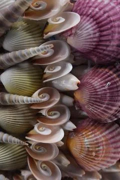 Colorful seashells close up background Stockfoto's