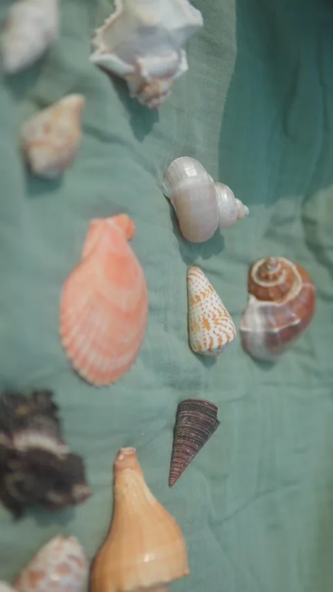 Colorful Seashells Displayed on Green Fabric Stock Footage 320152584