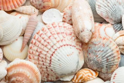 Colorful seashells in a group. Stock Photos