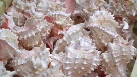 Colorful seashells from the ocean. Stock Footage 106634636