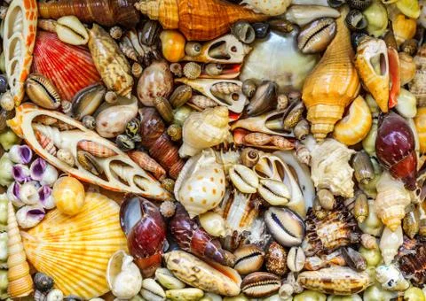 Colorful Seashells 스톡 사진