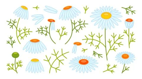 Colorful set of illustrations of white chamomile flowers in different positions. Stock Illustration