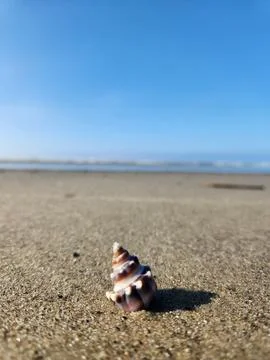 Colorful Shell on the Beach Stock Photos