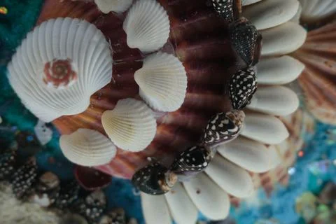 Colorful shell combination Stock Photos