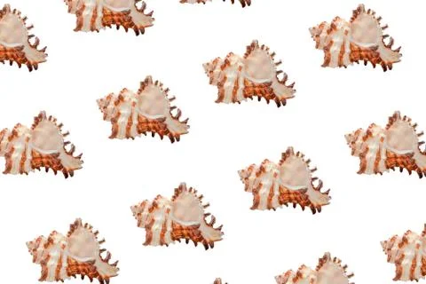 Colorful shell pattern on white background top view 写真素材