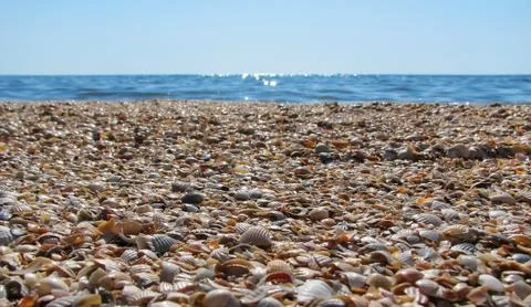 Colorful shells on the coast Stock Photos