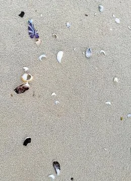 Colorful shells on the sand of a beach Photos