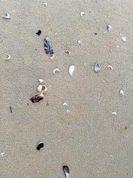 Colorful shells on the sand of a beach Stock Photos