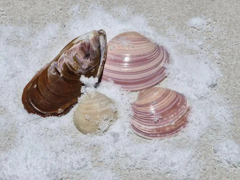 Colorful shells on the sandy beach Stock Photos