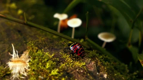 Colorful shield bug nymph crawling on mossy branch Stock Footage 340799206