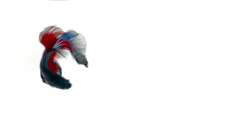Colorful Siamese fighting fish Betta splendens Stockbeeldmateriaal 150883044
