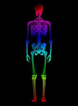Colorful Skeleton Stock Illustration
