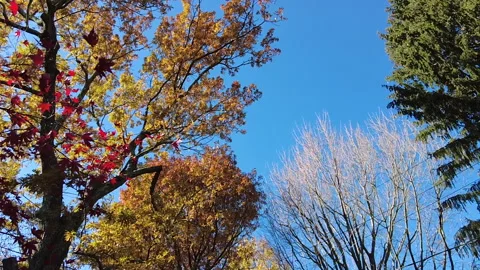 COLORFUL SKY DOLLY Stock Footage 194490002