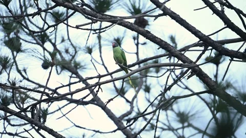 Colorful Slaty-headed Parakeet perched on a pine tree 库存影片 310552240