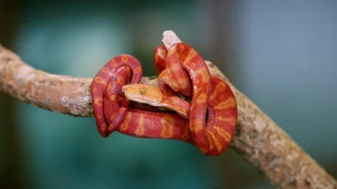 Colorful slow motion close-up of curled snake on branch with tropical forest Stock Footage 309174840