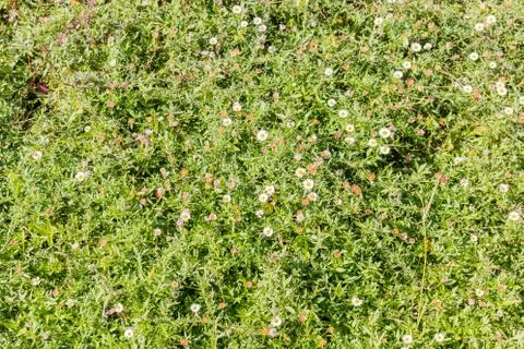 Colorful small flowers pattern background in the spring Foto stock