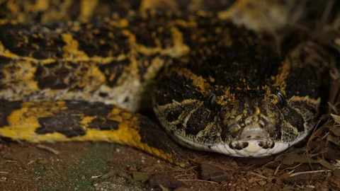 Colorful Snake Viper Puff Adder 02 Stock Footage 88013565