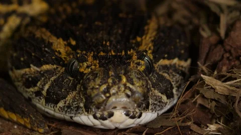 Colorful Snake Viper Puff Adder 03 Head Stock Footage 88013966
