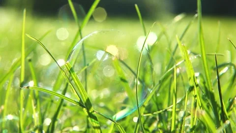 Colorful soap bubbles glowing on fresh morning grass. Vidéo 316267924