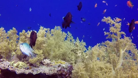 Colorful Soft Corals and Fishes Stock Footage
