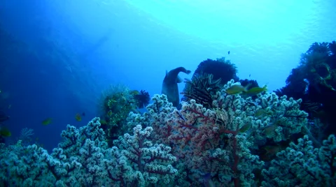 Colorful soft corals with pufferfish Stock Footage 6929876