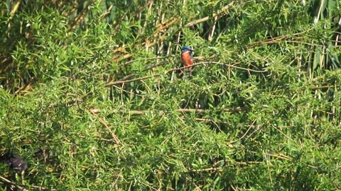 A colorful specimen of common Eurasian kingfisher (Alcedo atthis) Stock Footage 130849679