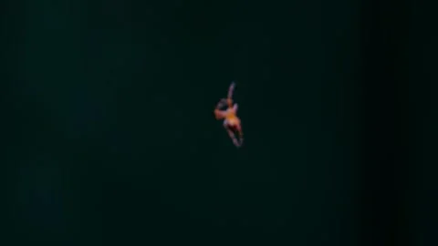 Colorful Spider Hanging Upside Down on Delicate Web Against Dark Green Natural Stock Footage 346259893