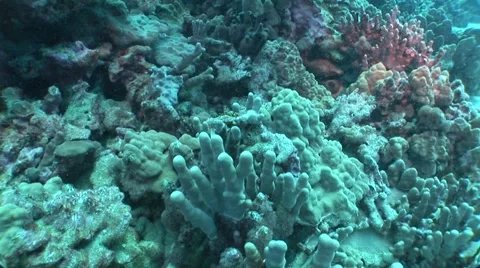 Colorful Sponge Stock Footage 5263703