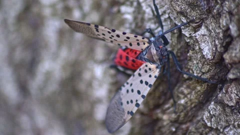 Colorful spotted lanternfly insect crawling on tree bark Stock Footage 263519652