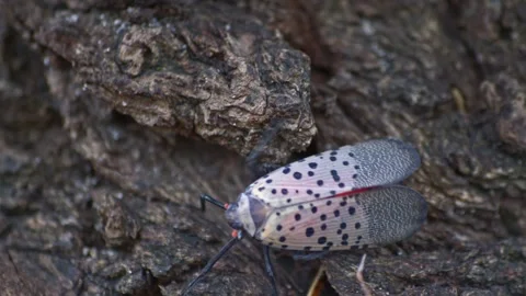 Colorful spotted lanternfly insect crawling on tree bark Stock Footage 263519655