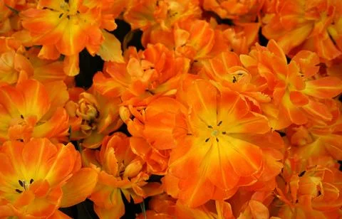 Colorful spring background Stock Photos