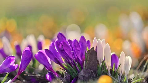 Colorful spring crocuses blooming on meadow, peaceful nature scene, cinematic 4K Stock Footage 326831520