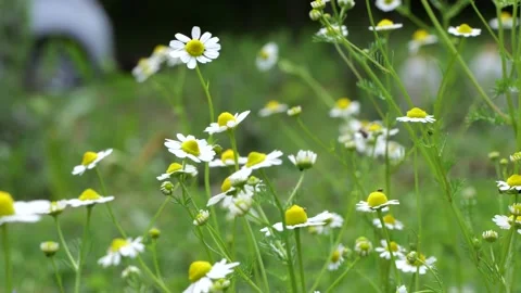 Colorful spring daisies chamomile Stock Footage 310551696