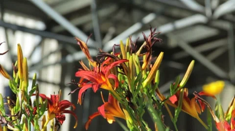 Colorful Spring Flowers Stock Footage 8522648