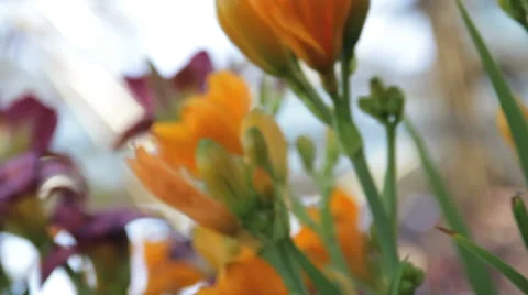 Colorful Spring Flowers Stock Footage 8522654